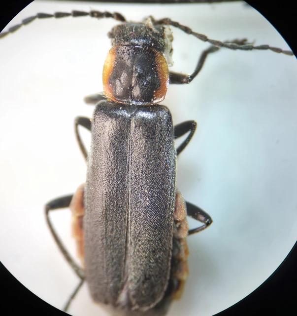 Cantharis