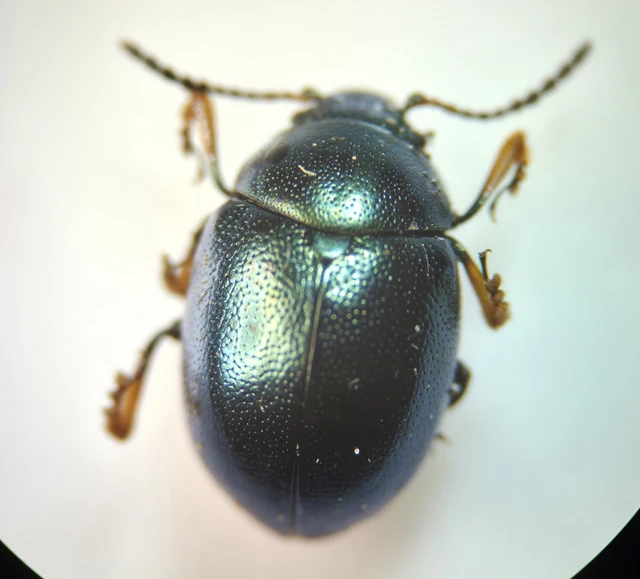 Colaphellus sophiae - mustárbogár