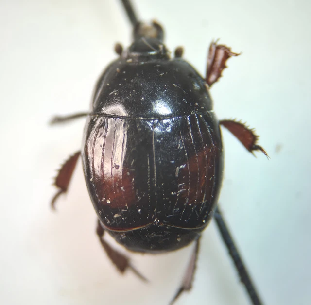 Histeridae - sutabogárfélék