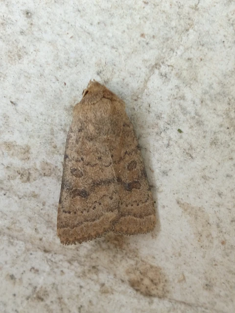 Hoplodrina octogenaria - barna selymesbagoly