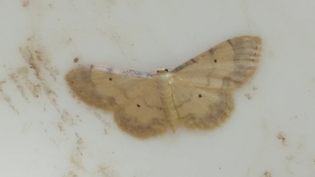 Idaea politaria - vonalas apróaraszoló