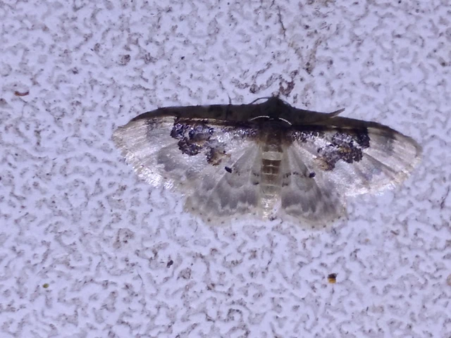 Idaea rusticata - tarka apróaraszoló