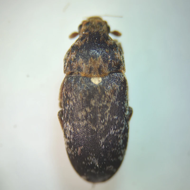Dermestes gyllenhalii - ártéri porva