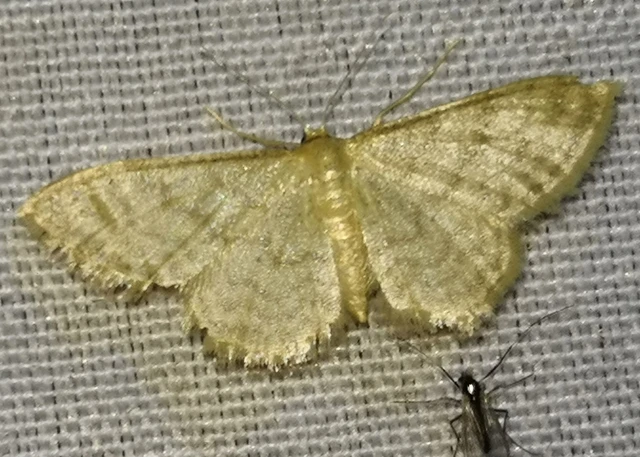 Idaea dilutaria - napvirág-apróaraszoló