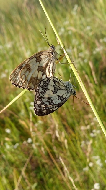 Melanargia galathea - sakktáblalepke