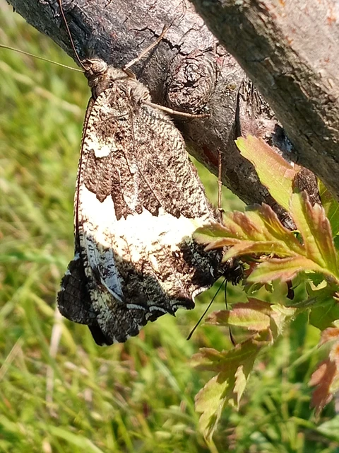 Brintesia circe - fehéröves szemeslepke
