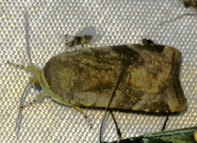Noctua janthe/janthina
