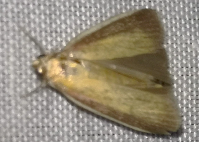 Oncocera semirubella - lucernamoly