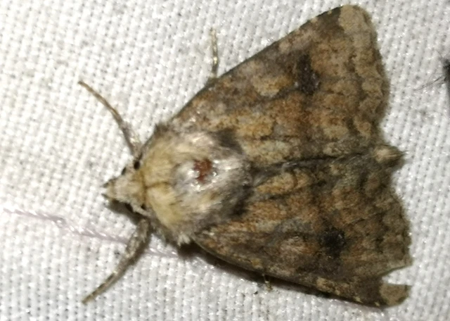 Atypha pulmonaris - tüdőfű-levélbagoly