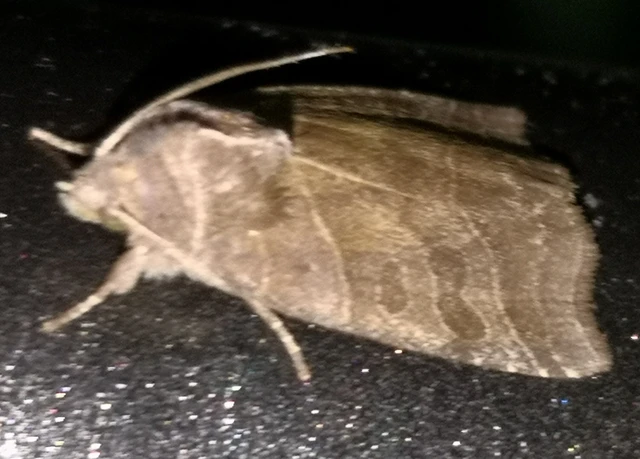 Ipimorpha retusa - sarlós fűzbagoly