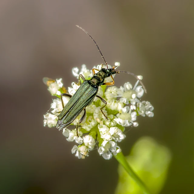 Oedemera flavipes - sárgalábú álcincér Oedemera flavipes - sárgalábú álcincér