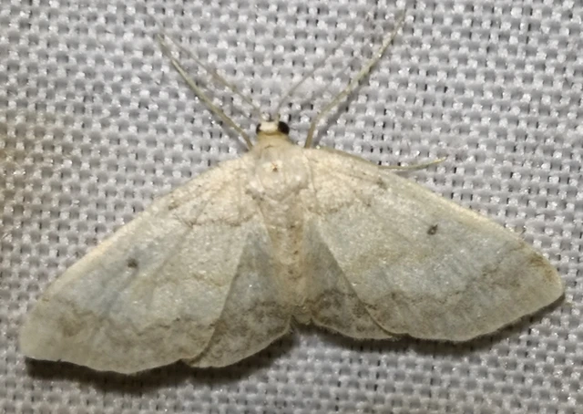 Idaea biselata - mocsári sávosaraszoló