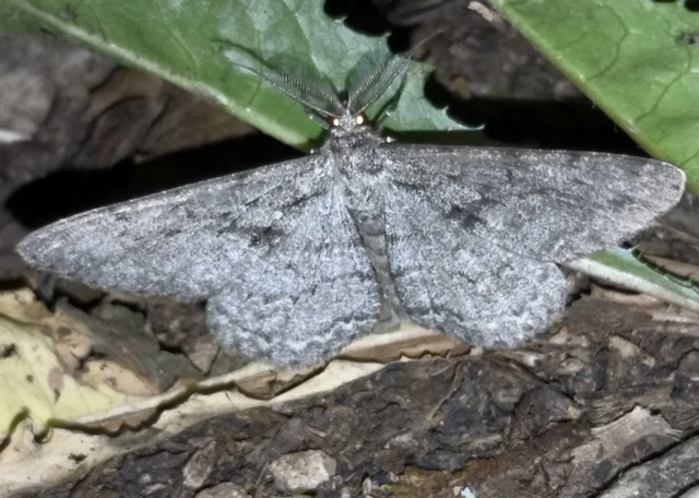 Hypomecis roboraria - nagy tölgyfaaraszoló