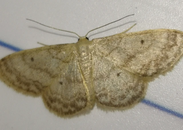 Idaea biselata - mocsári sávosaraszoló