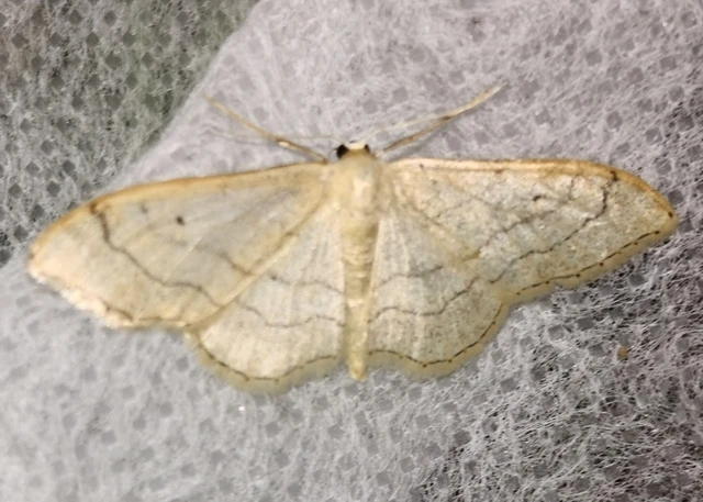 Idaea aversata - nagy sávosaraszoló