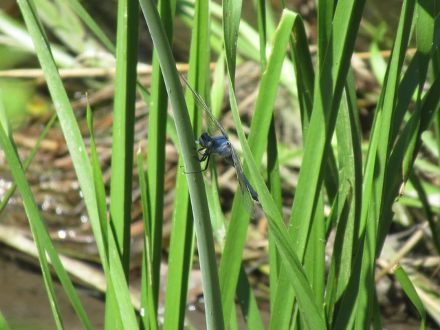 Orthetrum brunneum - pataki pásztorszitakötő