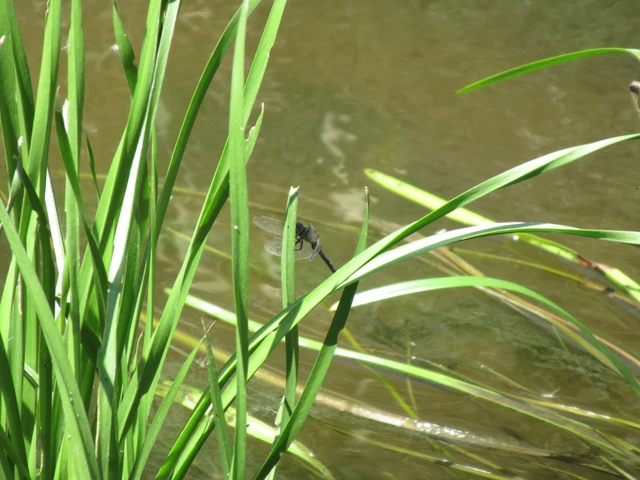 Orthetrum coerulescens - karcsú pásztorszitakötő