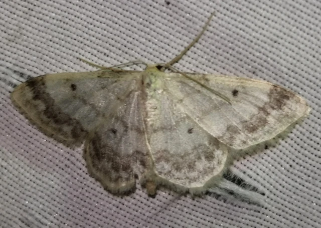 Idaea biselata - mocsári sávosaraszoló