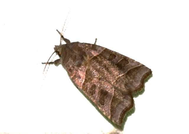 Ipimorpha retusa - sarlós fűzbagoly