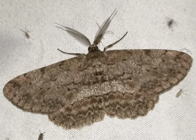 Hypomecis punctinalis - pettyes faaraszoló