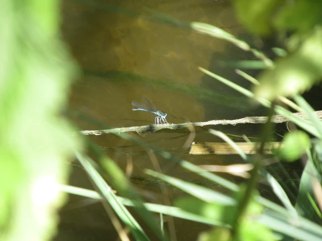 Platycnemis pennipes - széleslábú szitakötő