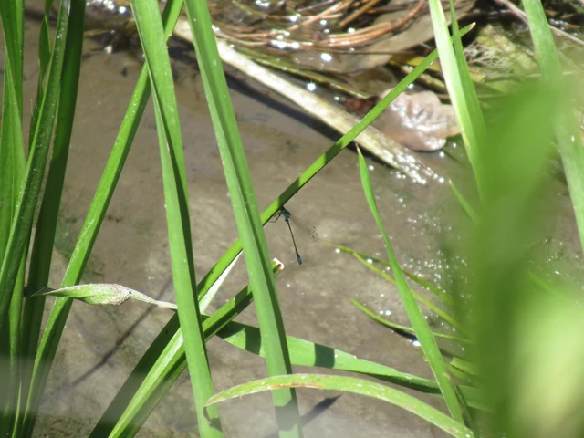 Ischnura elegans pontica - kéköves légivadász