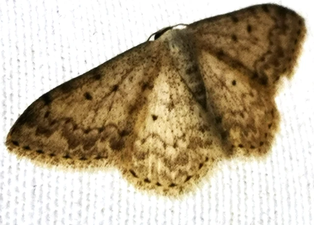 Scopula marginepunctata - pettyes sávosaraszoló