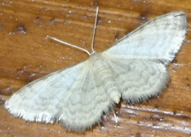 Idaea dilutaria - napvirág-apróaraszoló