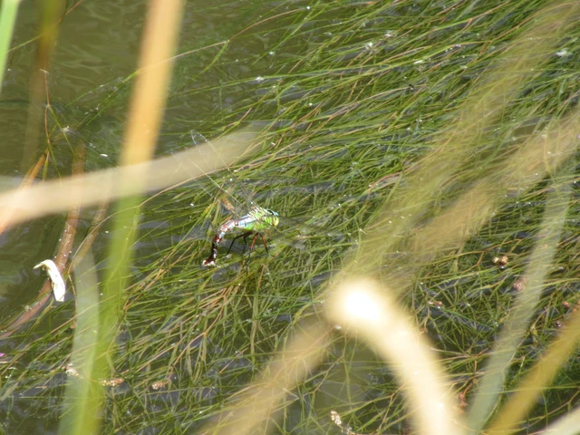 Anax imperator - zöld óriásacsa Anax imperator - zöld óriásacsa