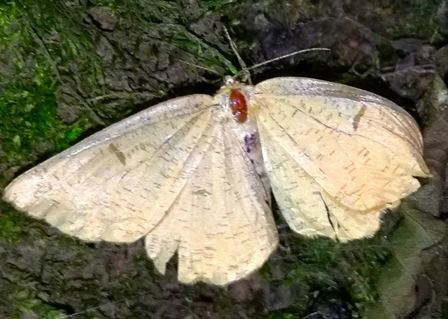 Angerona prunaria - sárga kökényaraszoló