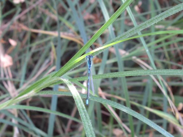 Coenagrion scitulum - mediterrán légivadász