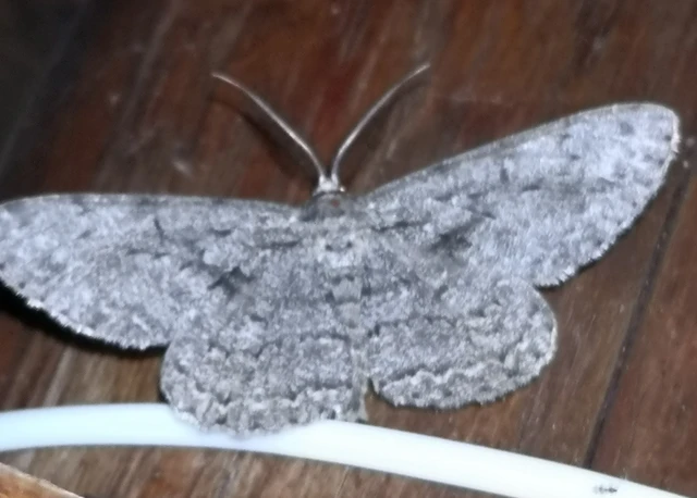 Hypomecis roboraria - nagy tölgyfaaraszoló