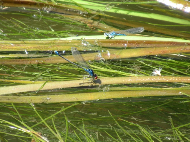 Erythromma viridulum - kis pirosszemű-légivadász