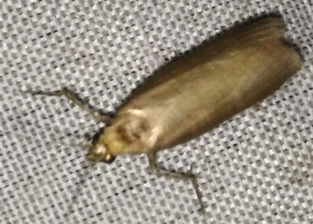 Oncocera semirubella - lucernamoly