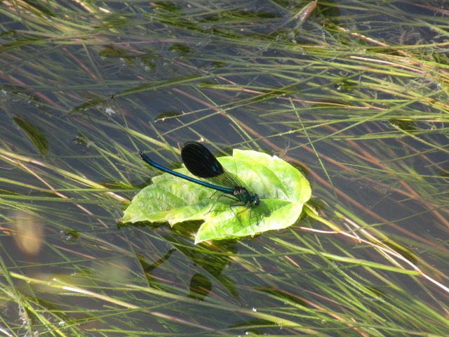Calopteryx splendens - sávos szitakötő