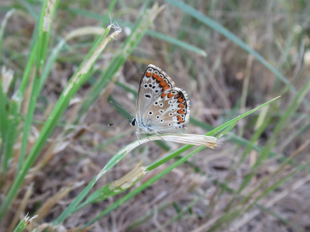 Aricia agestis - szerecsenboglárka