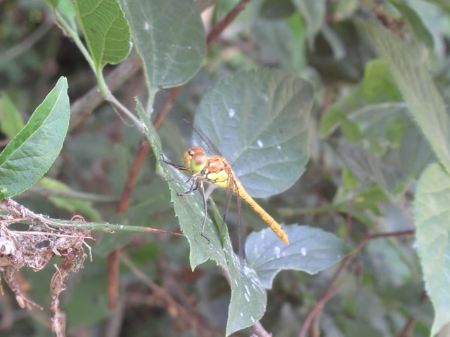 Sympetrum striolatum - harántsávos katona-szitakötő
