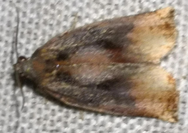 Archips podana - dudvarágó sodrómoly