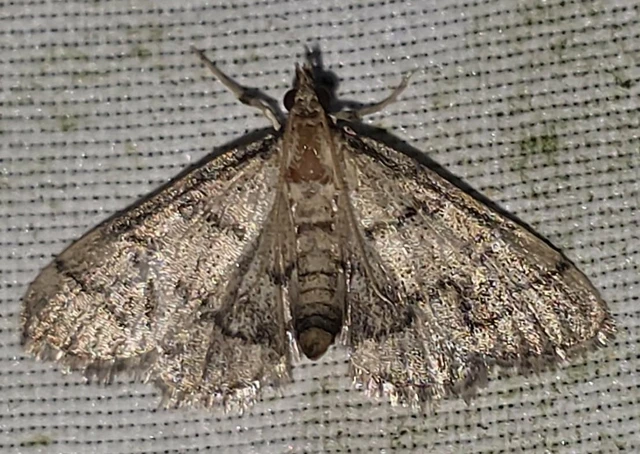 Metasia ophialis - kígyósávos tűzmoly