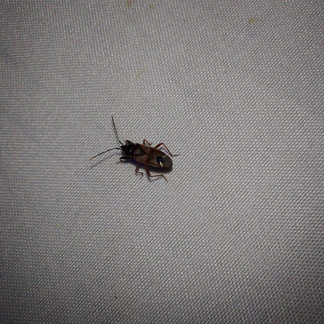 Eremocoris fenestratus - avarbodobács