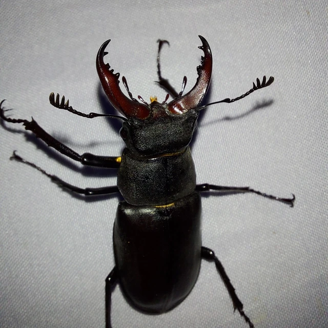 Lucanus cervus - nagy szarvasbogár