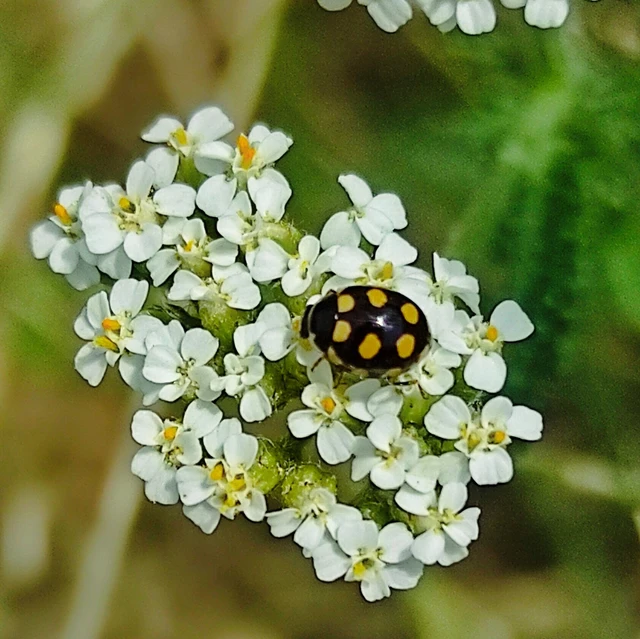 Coccinula quatuordecimpustulata - feketesárga katóka