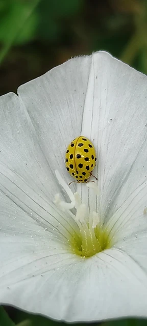 Psyllobora vigintiduopunctata - huszonkétpettyes katica