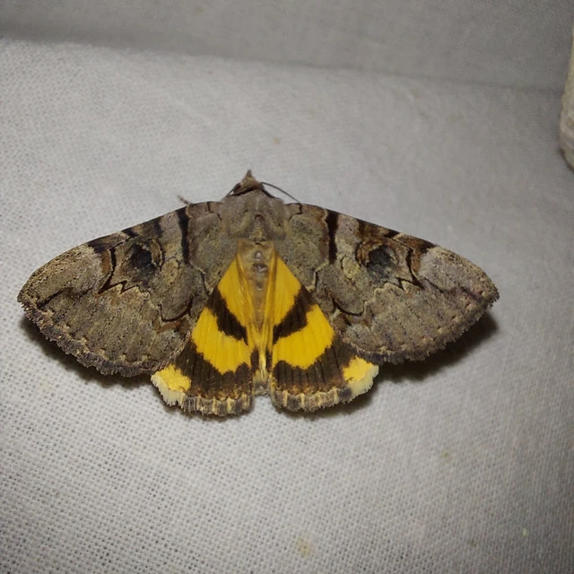 Catocala hymenaea - kökény-övesbagoly