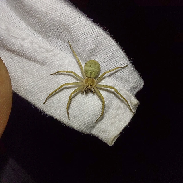 Araneae - Pókok