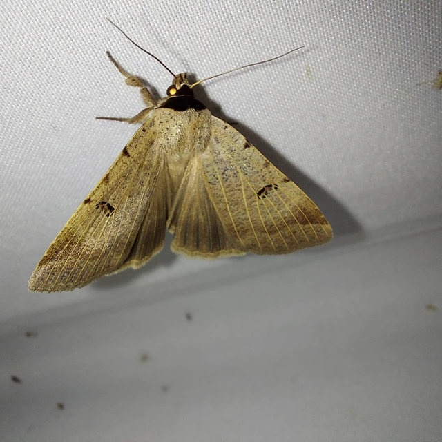 Lygephila craccae - gyakori csüdfűbagoly