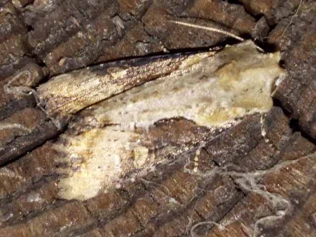 Lateroligia ophiogramma - harmatkása-dudvabagoly