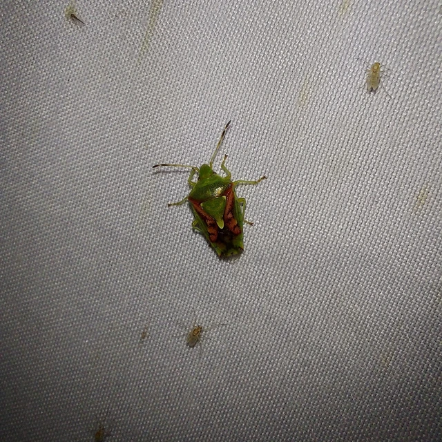 Cyphostethus tristriatus - boróka-dajkapoloska Cyphostethus tristriatus - boróka-dajkapoloska