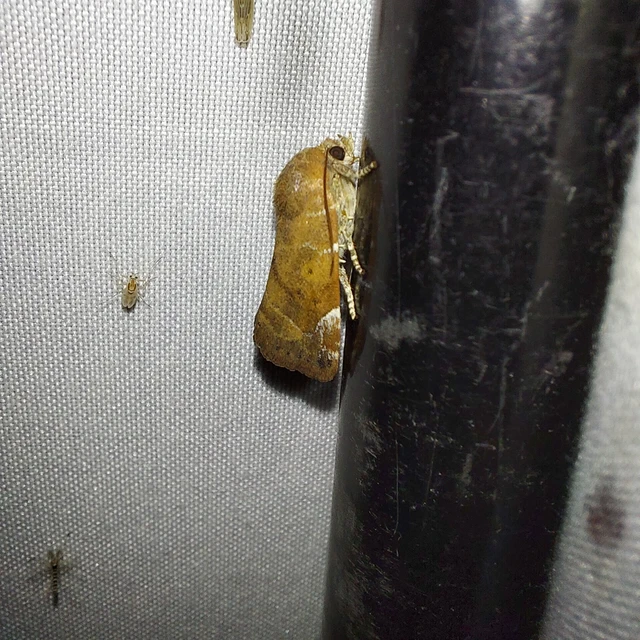 Cosmia affinis - barna lombbagoly