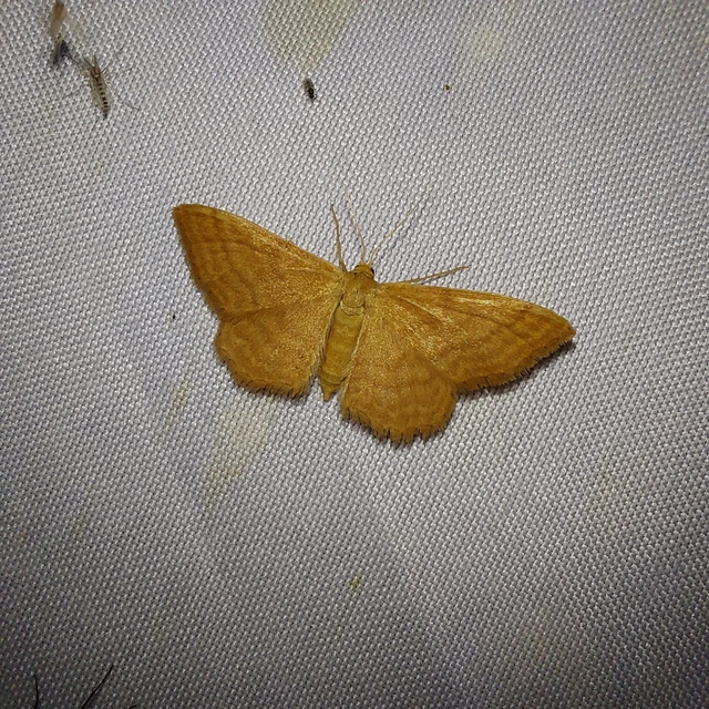Idaea ochrata - okkerszínű sávosaraszoló